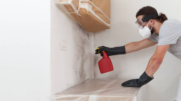 Basement Mold Remediation treatment on basement walls in Bristow