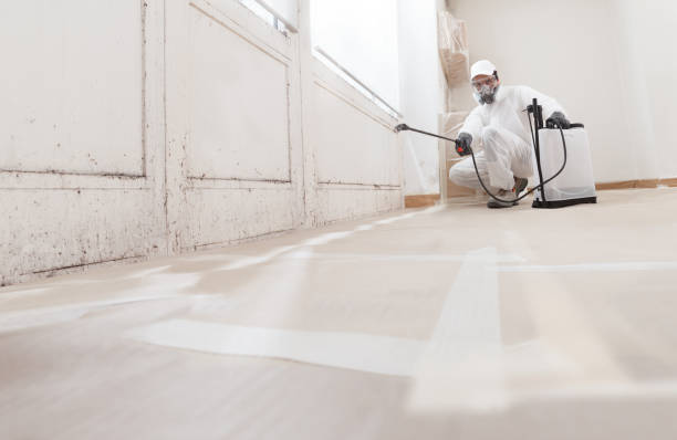 Black mold remediation team in Bristow