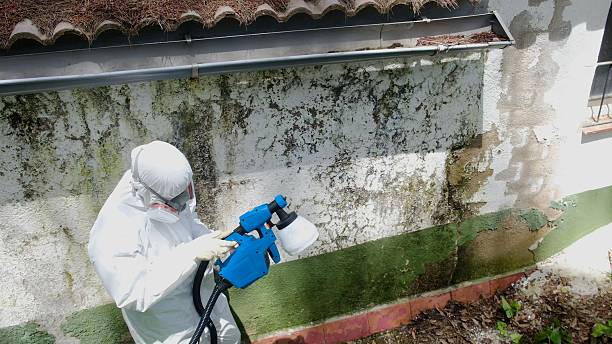 Mold Remediation service in Bristow, Bristow, VA